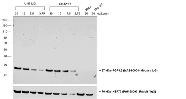 Mouse IgG (H+L) Poly-HRP Secondary Antibody in Western Blot (WB)