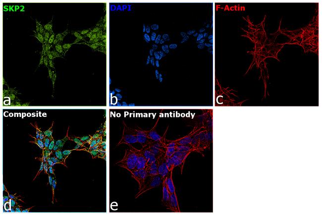 SKP2 Antibody in Immunocytochemistry (ICC/IF)