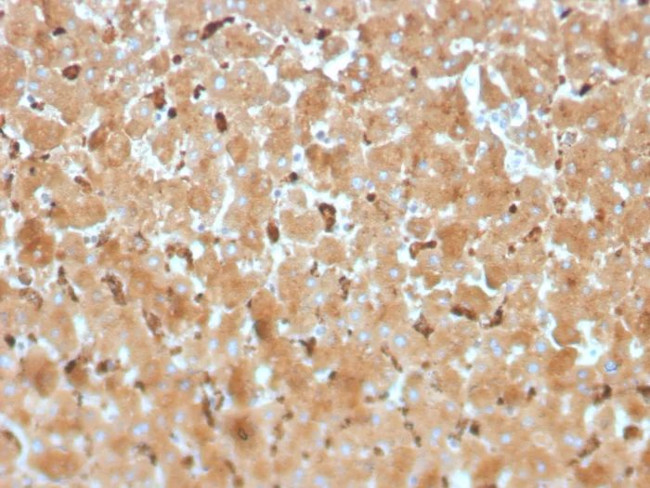 Haptoglobin (HP) Antibody in Immunohistochemistry (Paraffin) (IHC (P))