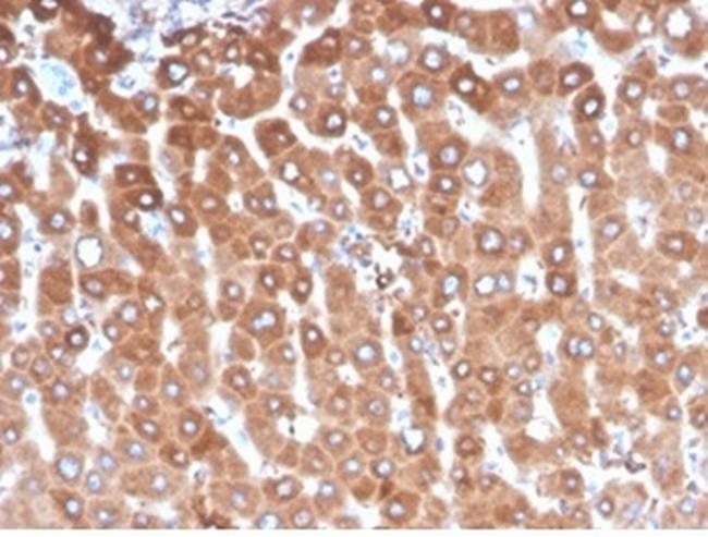 Haptoglobin (HP) Antibody in Immunohistochemistry (Paraffin) (IHC (P))