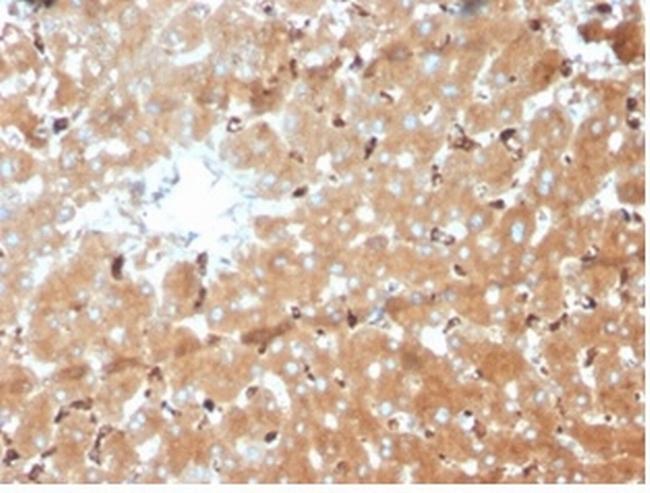 Haptoglobin (HP) Antibody in Immunohistochemistry (Paraffin) (IHC (P))