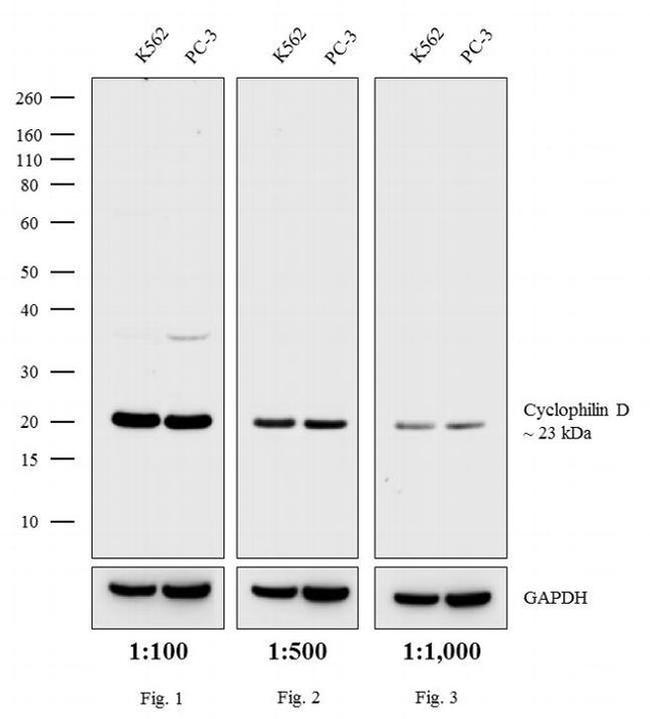 Rabbit IgG (H+L) Secondary Antibody in Western Blot (WB)