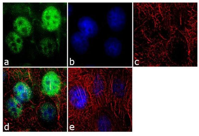 SRSF1 Antibody in Immunocytochemistry (ICC/IF)