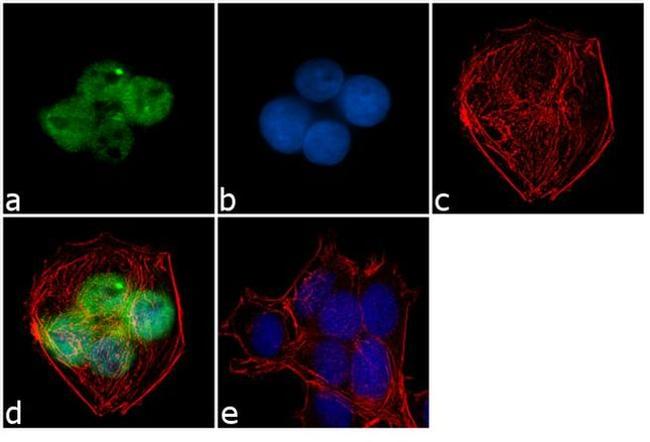 PTBP1 Antibody in Immunocytochemistry (ICC/IF)