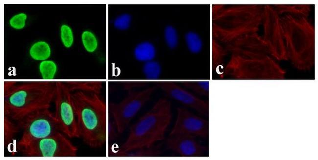 PTEN Antibody in Immunocytochemistry (ICC/IF)