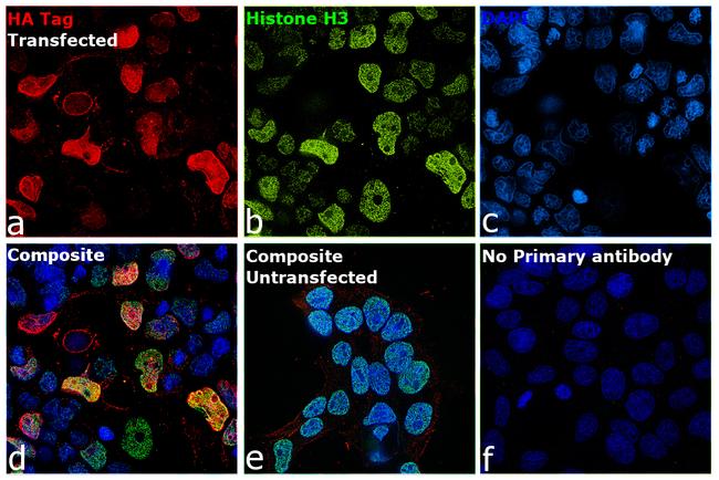 HA Tag Antibody in Immunocytochemistry (ICC/IF)