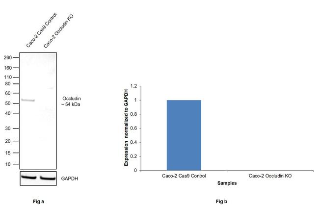 Occludin Antibody in Western Blot (WB)