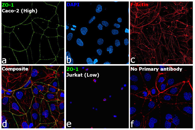 ZO-1 Antibody in Immunocytochemistry (ICC/IF)