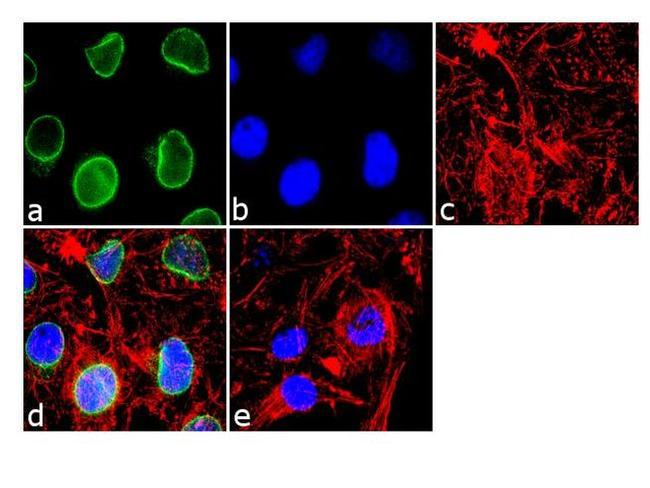 RANGAP1 Antibody in Immunocytochemistry (ICC/IF)