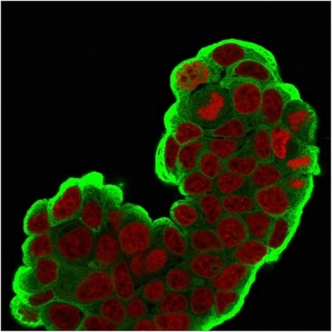 HSP27 (Heat Shock Protein 27) Antibody in Immunocytochemistry (ICC/IF)