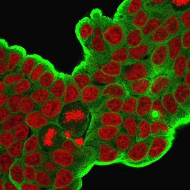 HSP27 (Heat Shock Protein 27) Antibody in Immunocytochemistry (ICC/IF)