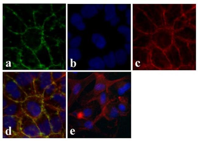 Occludin Antibody in Immunocytochemistry (ICC/IF)