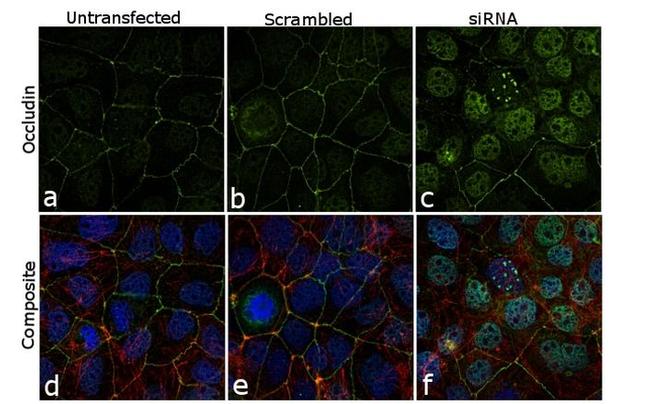 Occludin Antibody in Immunocytochemistry (ICC/IF)