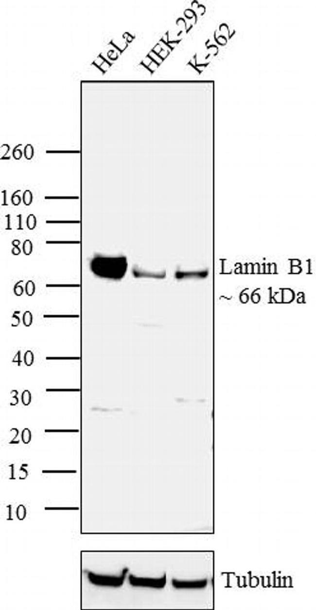 Lamin B1 Antibody in Western Blot (WB)