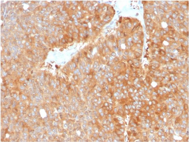 HSP90AB1 (Heat Shock Protein 90) Antibody in Immunohistochemistry (Paraffin) (IHC (P))