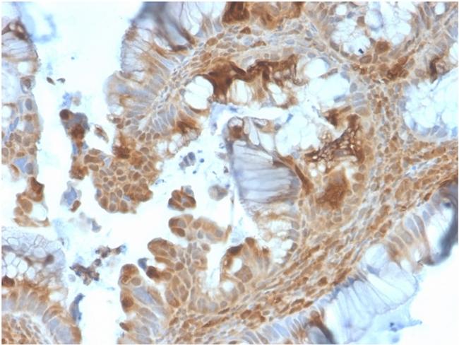 HSP90AB1 (Heat Shock Protein 90) Antibody in Immunohistochemistry (Paraffin) (IHC (P))