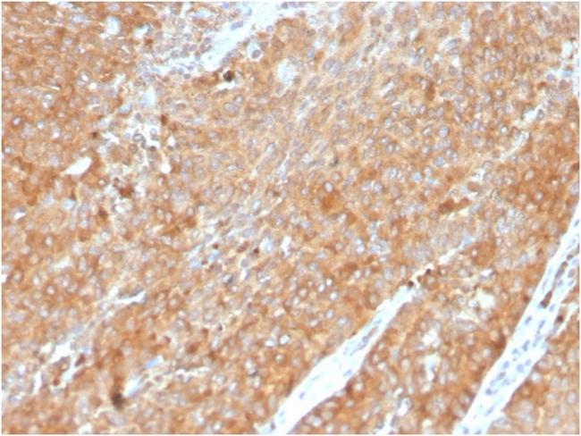 HSP90AB1 (Heat Shock Protein 90) Antibody in Immunohistochemistry (Paraffin) (IHC (P))