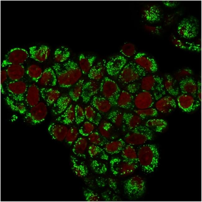 HSP60 (Heat Shock Protein 60) (Mitochondrial Marker) Antibody in Immunocytochemistry (ICC/IF)