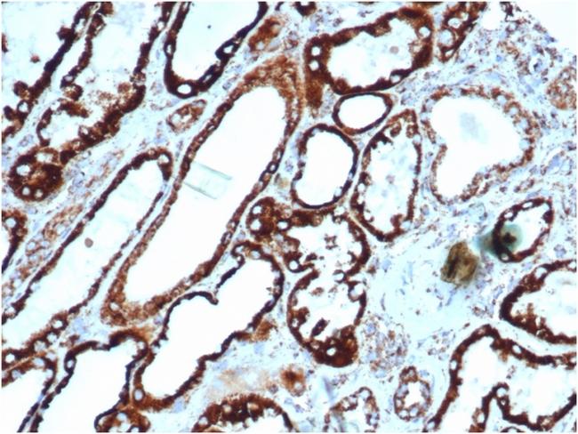 HSP60 (Heat Shock Protein 60) (Mitochondrial Marker) Antibody in Immunohistochemistry (Paraffin) (IHC (P))