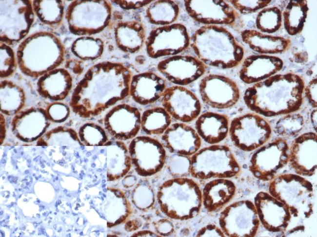 HSP60 (Heat Shock Protein 60) Antibody in Immunohistochemistry (Paraffin) (IHC (P))