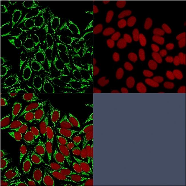 HSP60 (Heat Shock Protein 60) Antibody in Immunocytochemistry (ICC/IF)