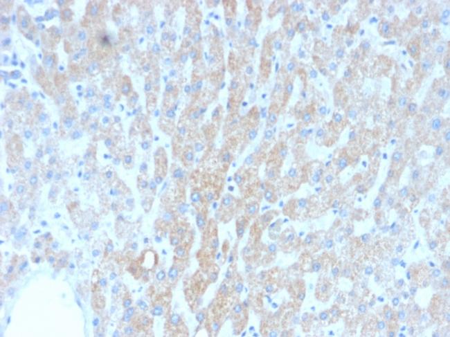 HSP60 (Heat Shock Protein 60) Antibody in Immunohistochemistry (Paraffin) (IHC (P))