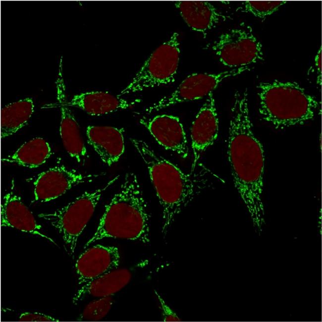 HSP60 (Heat Shock Protein 60) Antibody in Immunocytochemistry (ICC/IF)