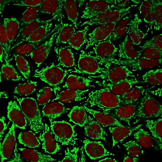 HSP60 (Heat Shock Protein 60) (Mitochondrial Marker) Antibody in Immunocytochemistry (ICC/IF)