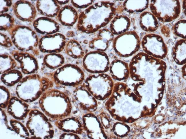 HSP60 (Heat Shock Protein 60) Antibody in Immunohistochemistry (Paraffin) (IHC (P))