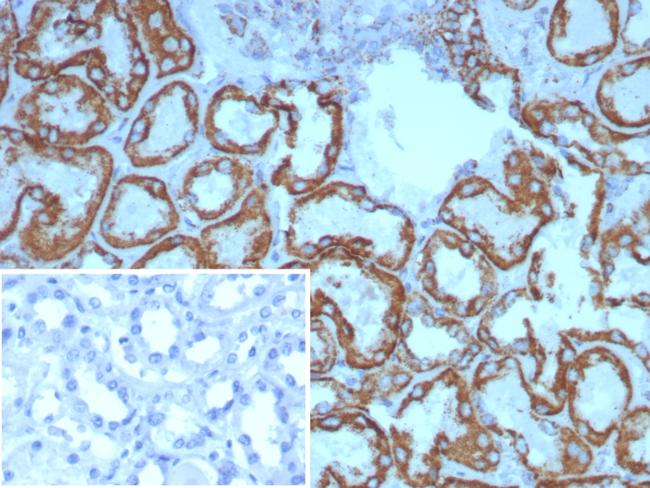 HSP60 (Heat Shock Protein 60) (Mitochondrial Marker) Antibody in Immunohistochemistry (Paraffin) (IHC (P))