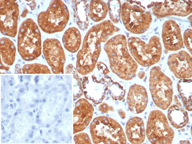 HSP60 (Heat Shock Protein 60) (Mitochondrial Marker) Antibody in Immunohistochemistry (Paraffin) (IHC (P))