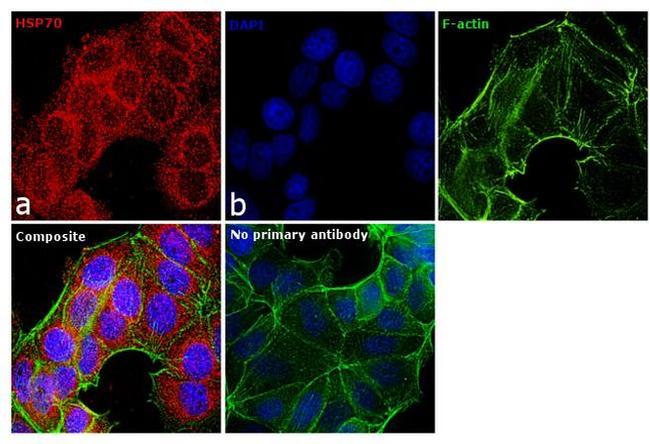 HSP70 Antibody in Immunocytochemistry (ICC/IF)