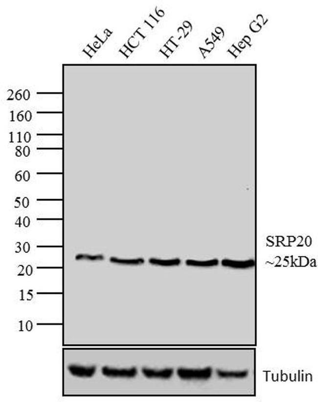 SRSF3 Antibody in Western Blot (WB)