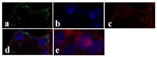 Connexin 50 Antibody in Immunocytochemistry (ICC/IF)