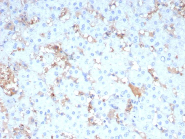 Apolipoprotein A4/apoA-IV Antibody in Immunohistochemistry (Paraffin) (IHC (P))