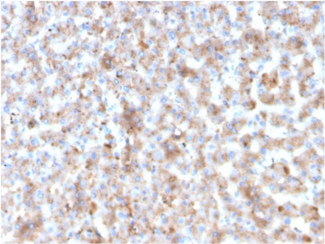 Apolipoprotein B /APOB Antibody in Immunohistochemistry (Paraffin) (IHC (P))