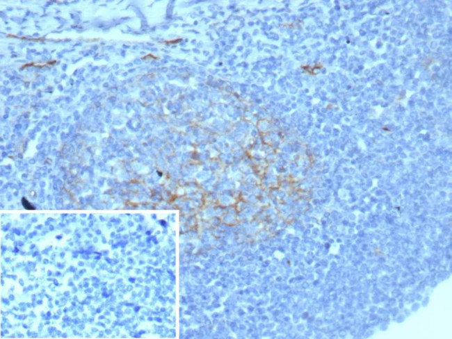 CD54/ICAM-1 Antibody in Immunohistochemistry (Paraffin) (IHC (P))