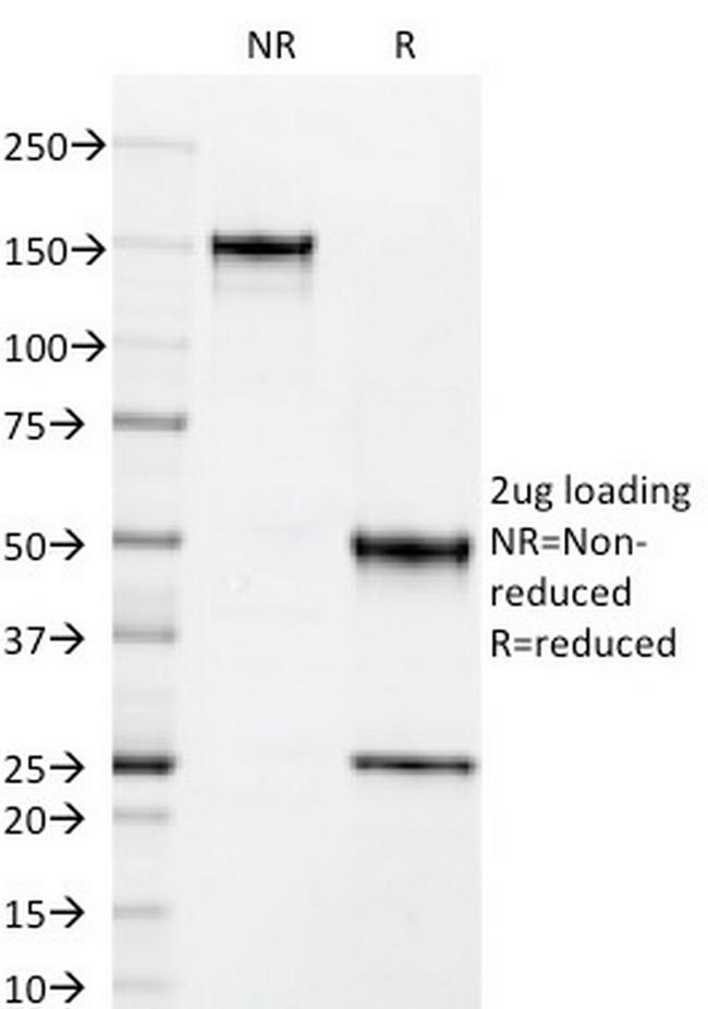 CD50/ICAM3 Antibody in SDS-PAGE (SDS-PAGE)