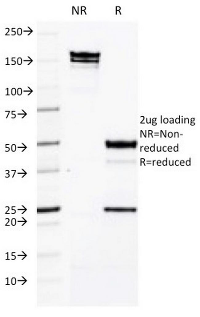 CD50/ICAM3 Antibody in SDS-PAGE (SDS-PAGE)