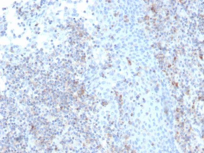 CD50/ICAM3 Antibody in Immunohistochemistry (Paraffin) (IHC (P))