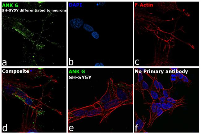 Ankyrin G Antibody in Immunocytochemistry (ICC/IF)