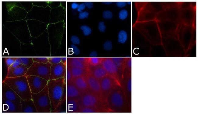 ZO-1 Antibody in Immunocytochemistry (ICC/IF)