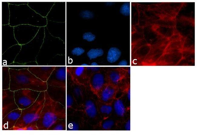 ZO-1 Antibody in Immunocytochemistry (ICC/IF)