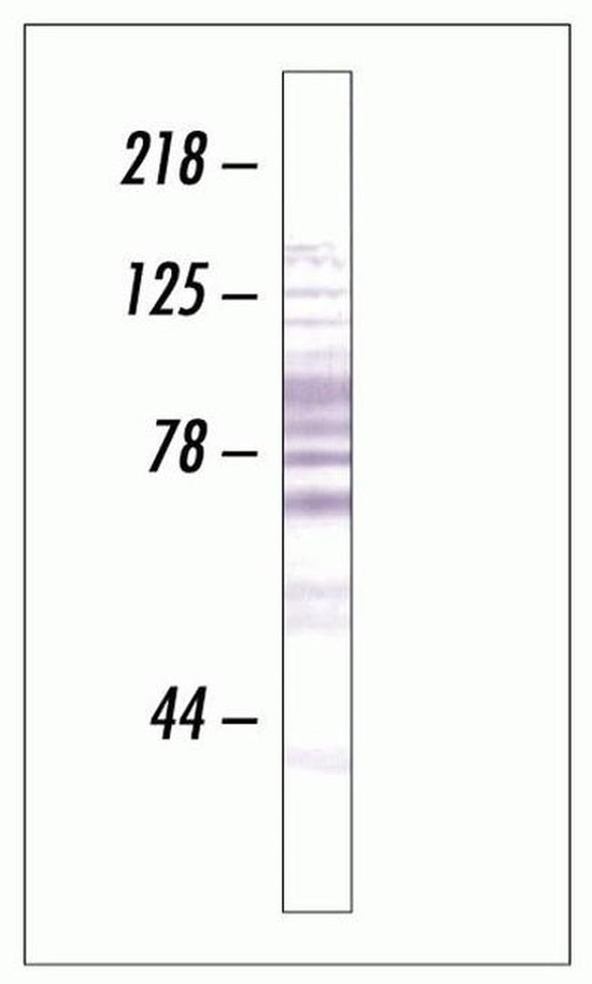 SR Antibody in Western Blot (WB)