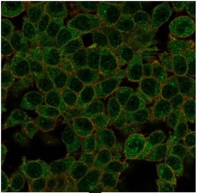 ID1 (Inhibitor of DNA-binding) (Transcription Factor) Antibody in Immunocytochemistry (ICC/IF)