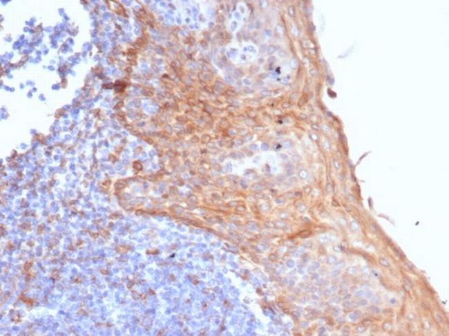 STING1/TMEM173 Antibody in Immunohistochemistry (Paraffin) (IHC (P))