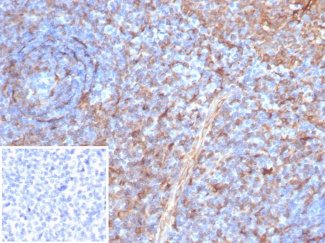 STING1/TMEM173 Antibody in Immunohistochemistry (Paraffin) (IHC (P))