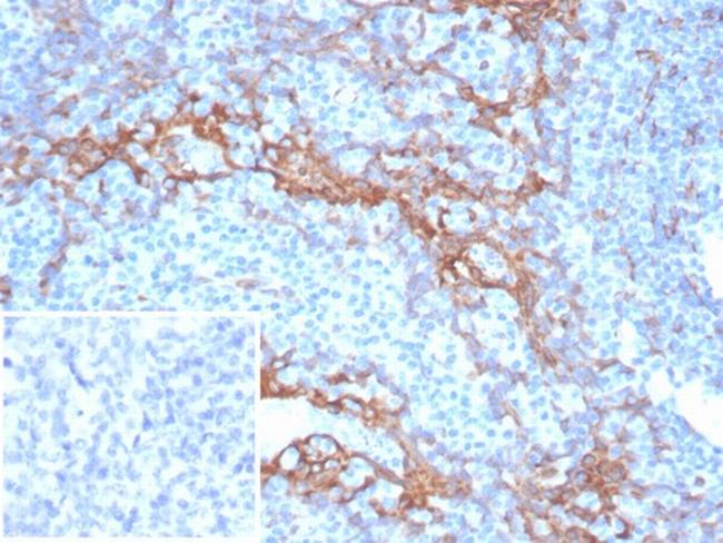 STING1/TMEM173 Antibody in Immunohistochemistry (Paraffin) (IHC (P))