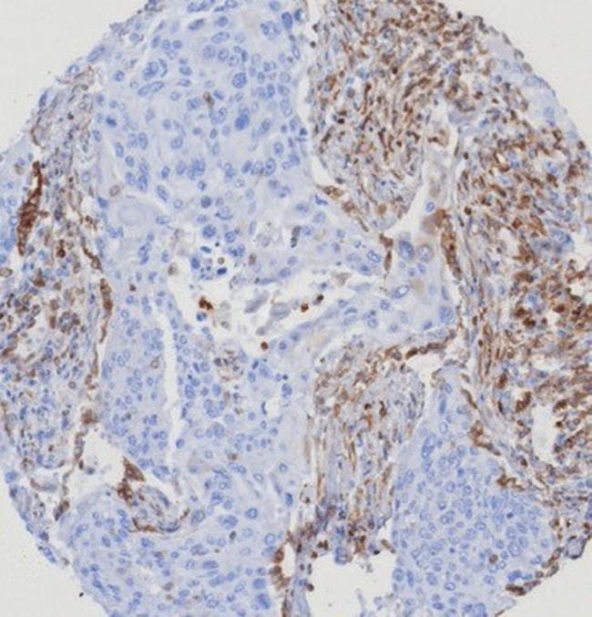 STING1/TMEM173 Antibody in Immunohistochemistry (Paraffin) (IHC (P))