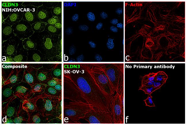 Claudin 3 Antibody in Immunocytochemistry (ICC/IF)